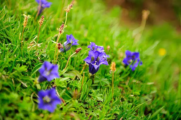 Enzian Flower in a mountain meadow in the alps.