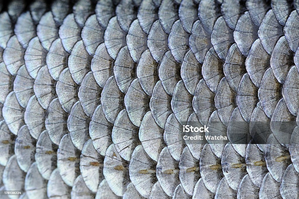 Real Roach Fish Scales Background A close-up of roach (Rutilus rutilus) fish scales Animal Scale Stock Photo