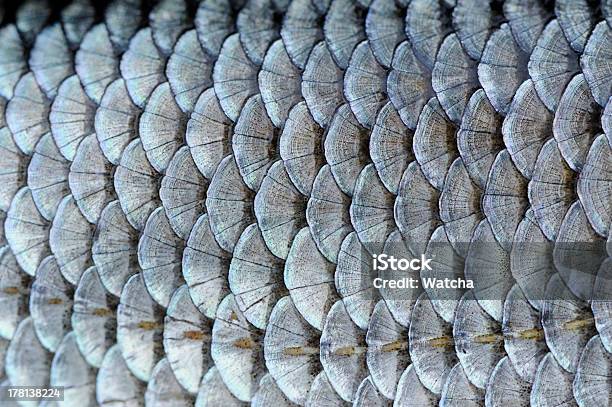 Real Roach Fish Scales Background Stock Photo - Download Image Now - Animal Scale, Fish, Textured