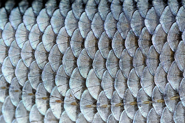 escamas de peixe de fundo real roach - silver textured gray macro - fotografias e filmes do acervo