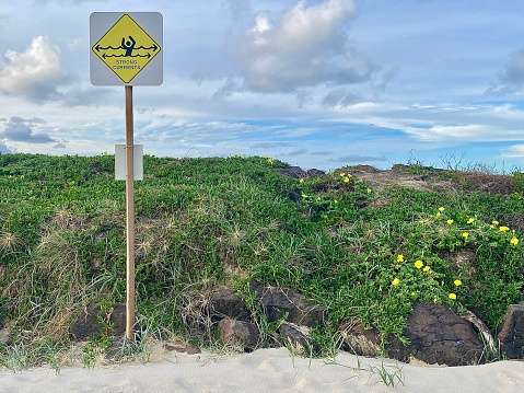 Horizontal seascape of warning sign saying: strong currents, on sand dune with spring bloom yellow flowering grass cover rocks at Brunswick Heads promenade Australia