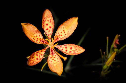 Black Berry Lily or Leopard Flower is blooming