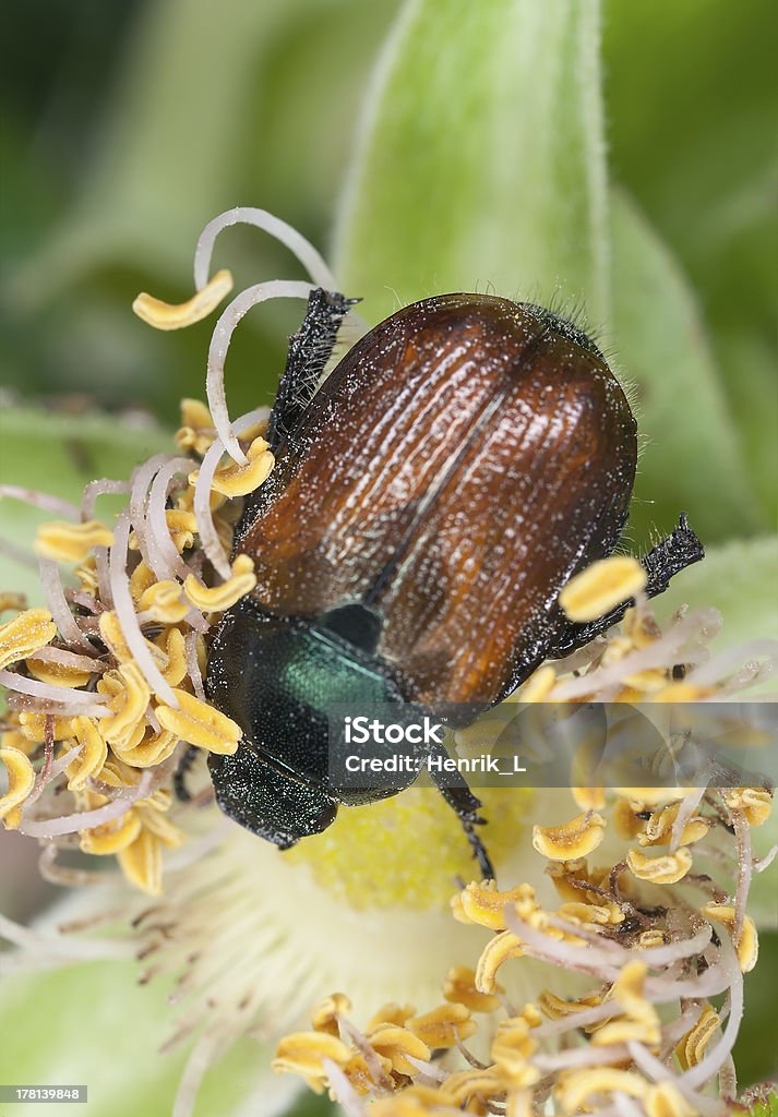 Garten Pflanzen Käfer, Phyllopertha horticola - Lizenzfrei Behaart Stock-Foto