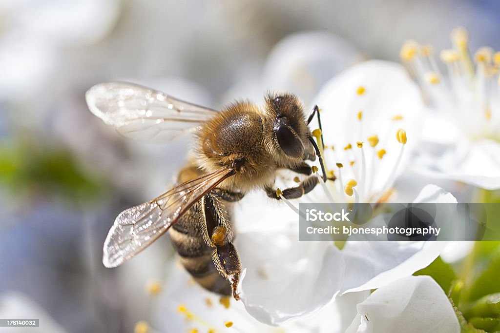 Honey Bee Collecting Blossom. Honey Bee harvesting pollen from Cherry Blossom Animal Stock Photo