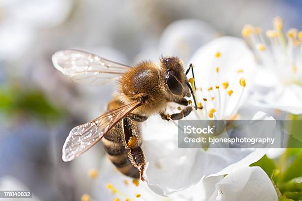 Honey Bee Collecting Blossom Stock Photo - Download Image Now - Animal, Bee, Blossom