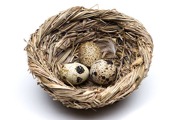 codorna ovos no ninho - eggs new life shape animals and pets - fotografias e filmes do acervo
