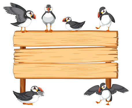 A group of puffin birds standing near a blank wooden signboard