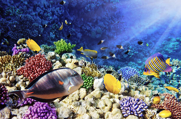 istock Coral and fish in the Red Sea.Egypt 178140244