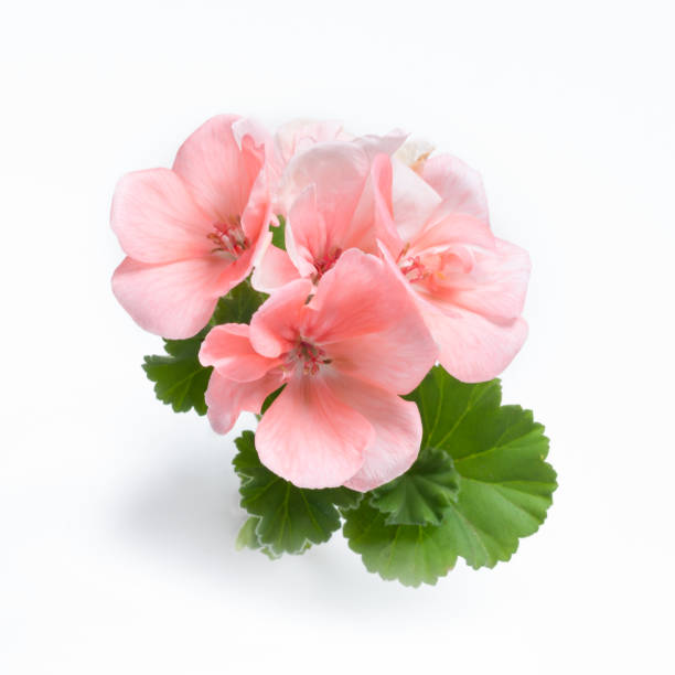 istock Pink geranium flower blossoms with green leaves isolated on white background, geranium flower template concept 1781403942