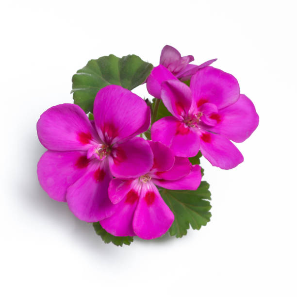 istock Purple geranium flower blossoms with green leaves isolated on white background, geranium flower template concept 1781403948