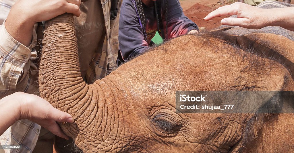 Bebê elefante cabeça com as mãos lindas sua tromba - Foto de stock de Animal royalty-free