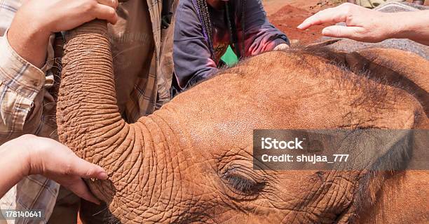 Foto de Bebê Elefante Cabeça Com As Mãos Lindas Sua Tromba e mais fotos de stock de Animal - Animal, Animal selvagem, Bezerro