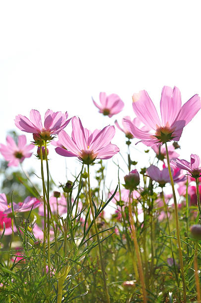 istock Colorful daisies in grass field with white background 178140874