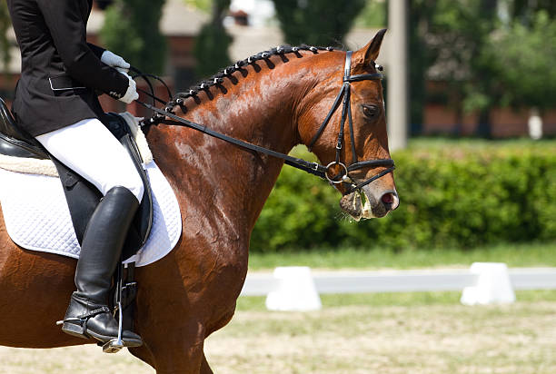 istock A brown horse in a dressage competition 178140880