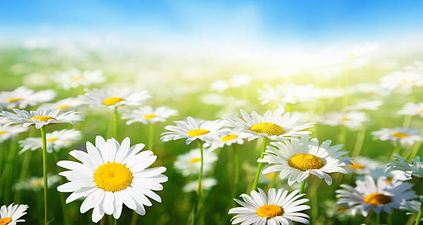 istock field of daisy flowers 178140955