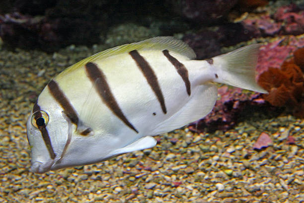 istock tropical fish white with black lines swimming in warm water 178141053