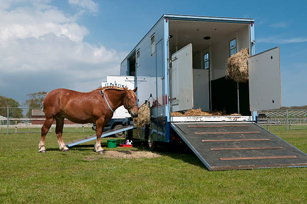 Horses waiting to depart after a rodeo.