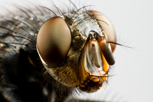 extreme close up of house fly in grey neutral background