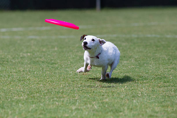 istock Jack Russell Terrier playing frisbee 178141311