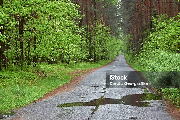Forest Road Rainy Day Resorte Polonia Foto de stock y más banco de imágenes de Aire libre - Aire libre, Belleza de la naturaleza, Boscaje