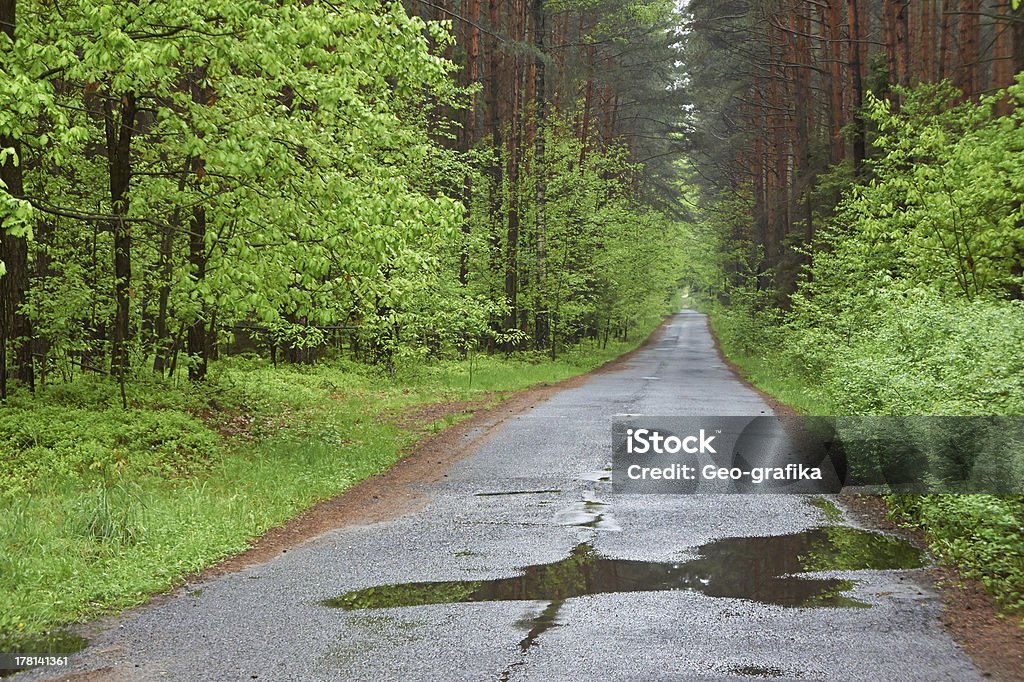 Foresta strada. Giorno di pioggia, la primavera. Polonia. - Foto stock royalty-free di Albero