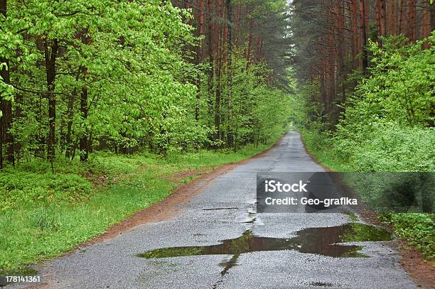 Foresta Strada Giorno Di Pioggia La Primavera Polonia - Fotografie stock e altre immagini di Albero