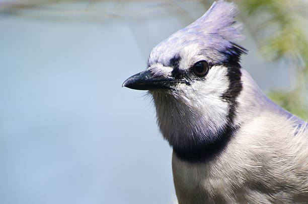 istock Close Up of a Blue Jay 178141454