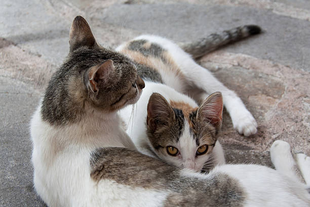 istock Adorable kitten drinking from mom's milk 178141470