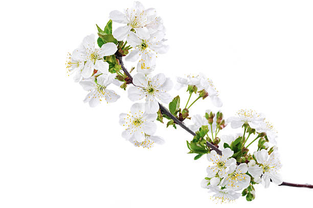 istock Branch of sprig with blossoms. Isolated on white background. 178141526
