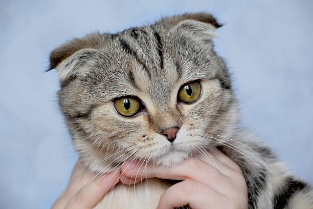 istock Cat's portrait with yellow eyes 178141543