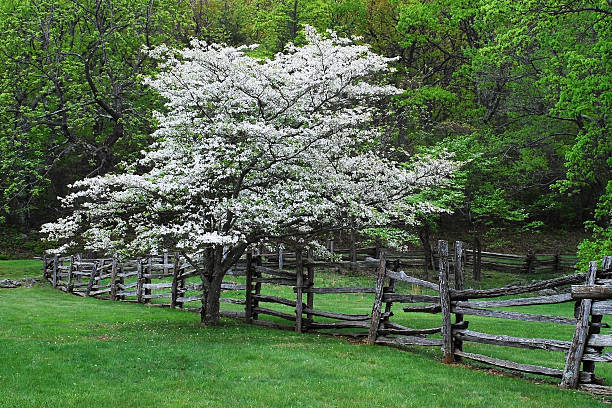 istock Blue Ridge Mountain Dogwood Blooms 178141676