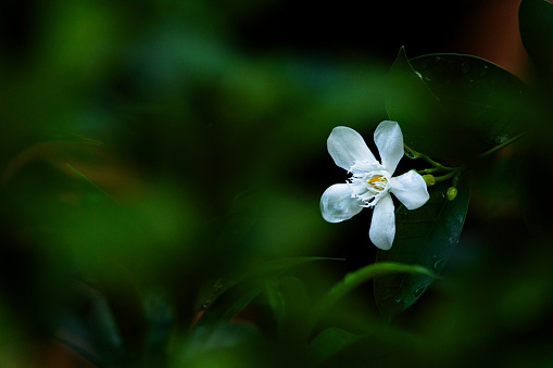 Hidden white flower blossoms right after morning rain in the dense green vegetation