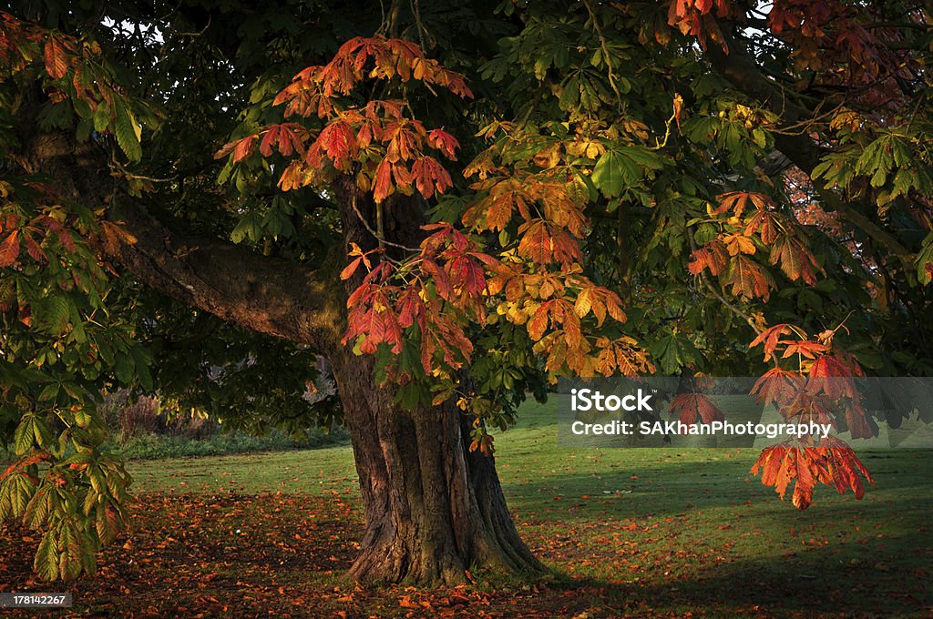 Única árvore folhas de outono - Foto de stock de Beleza natural - Natureza royalty-free