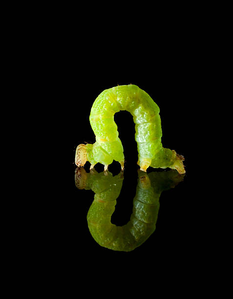 lagarta verde isolado em preto - inchworm imagens e fotografias de stock