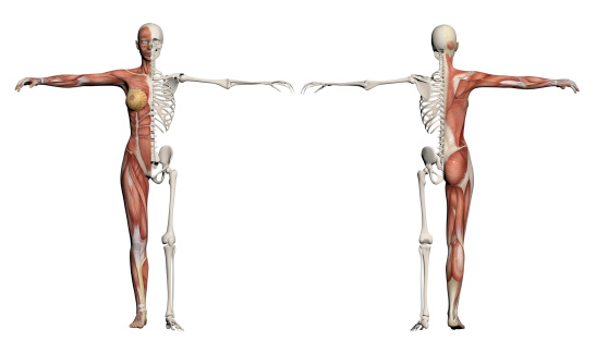 Human body of a female with muscles and skeleton made in 3d software