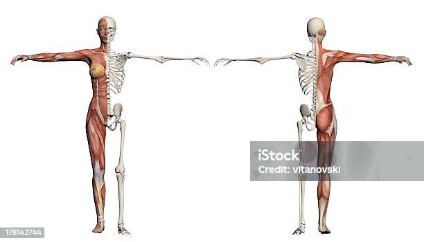 Ludzkie Ciało Z Kobieta Z Mięśni I Szkieletu - zdjęcia stockowe i więcej obrazów Szkielet człowieka - Szkielet człowieka, Kobiety, Muskulatura