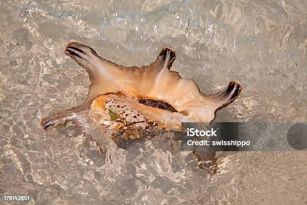 Concha Do Mar - Fotografias de stock e mais imagens de Animal - Animal, Ao Ar Livre, Areia