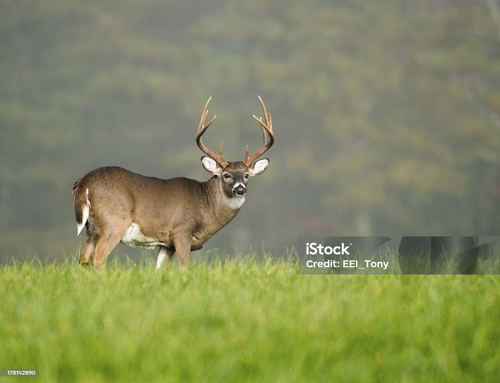 De buck le cerf à queue blanche - Photo de Cerf de Virginie libre de droits