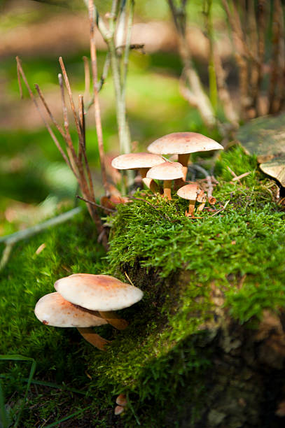 istock Mushroom in the forest at autumn 178142965