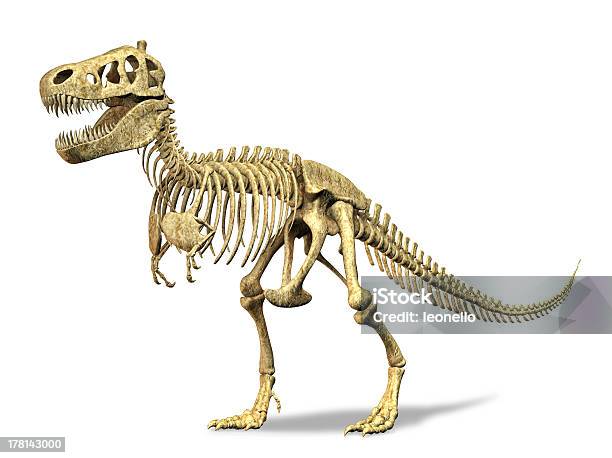 Trex Esqueleto En Fondo Blanco Trazado De Recorte Incluido Foto de stock y más banco de imágenes de Esqueleto de animal