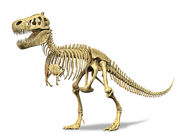 t-rex scheletro. su sfondo bianco. clipping path inclusa. - animal teeth animal skull extinct animal bone foto e immagini stock