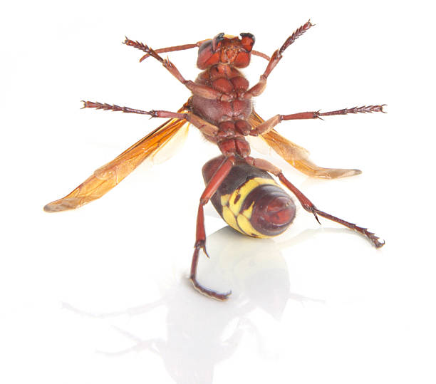 istock Close up of wasp 178143061