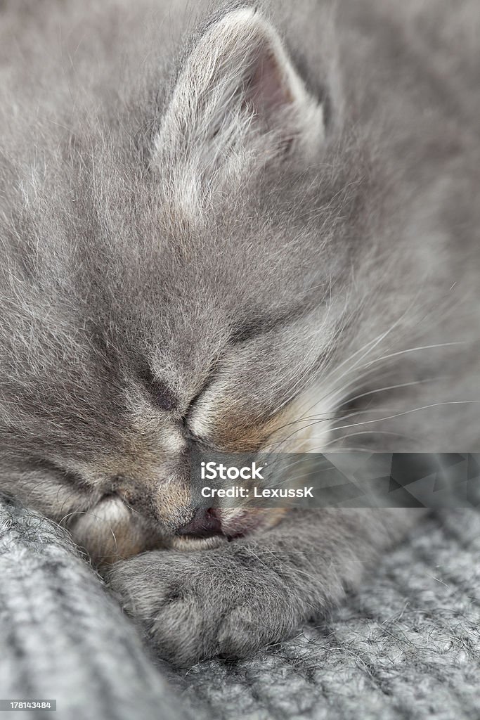 Il gattino dorme - Foto stock royalty-free di Animale