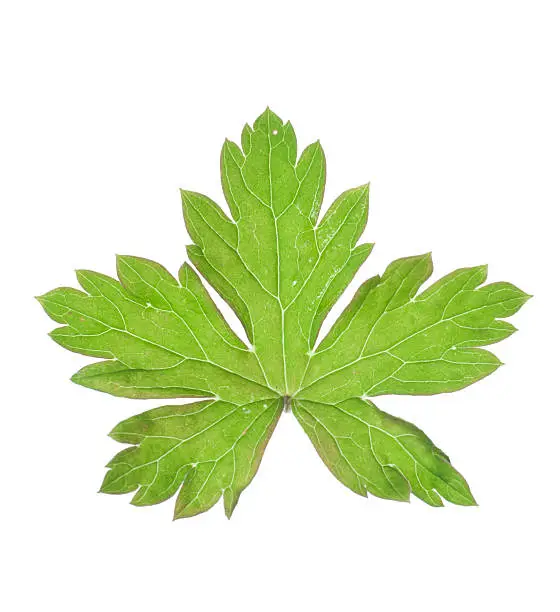 Palm-like pentadactyl leaf isolated on white background