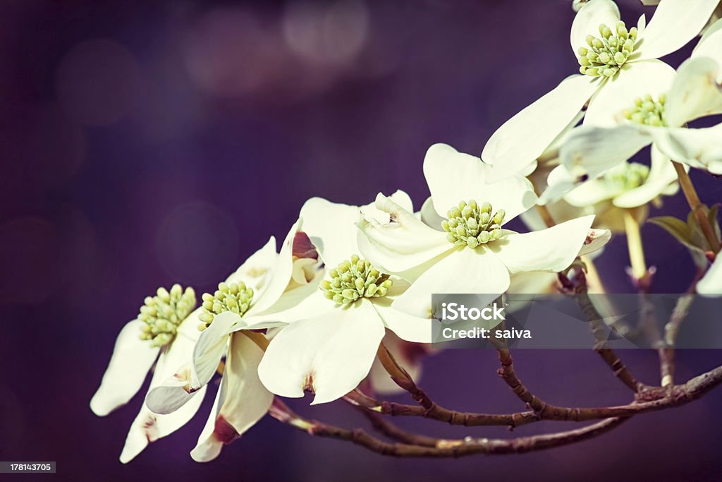 Le printemps éclot - Photo de Arbre libre de droits