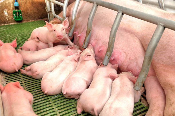 istock Momma pig feeding baby pigs 178143796
