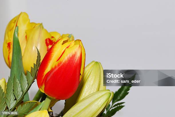 Photo libre de droit de Tulipes Sur Blanc banque d'images et plus d'images libres de droit de Botanique - Botanique, Capitule, Crocus