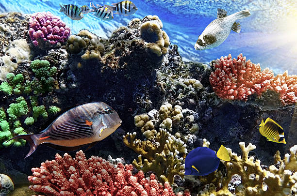 istock Coral and fish in the Red Sea.Egypt 178143937