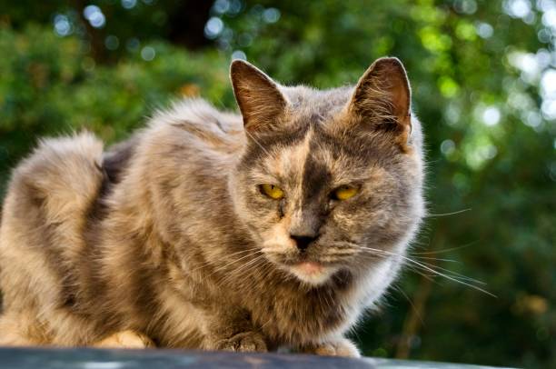 istock Domestic cat with a stern look 1781446764