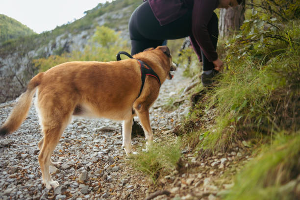 istock Patient dog waiting for his owner 1781446790